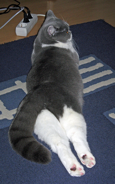 皇家社会掀翻圣西罗，基耶萨独造三球闪耀全场