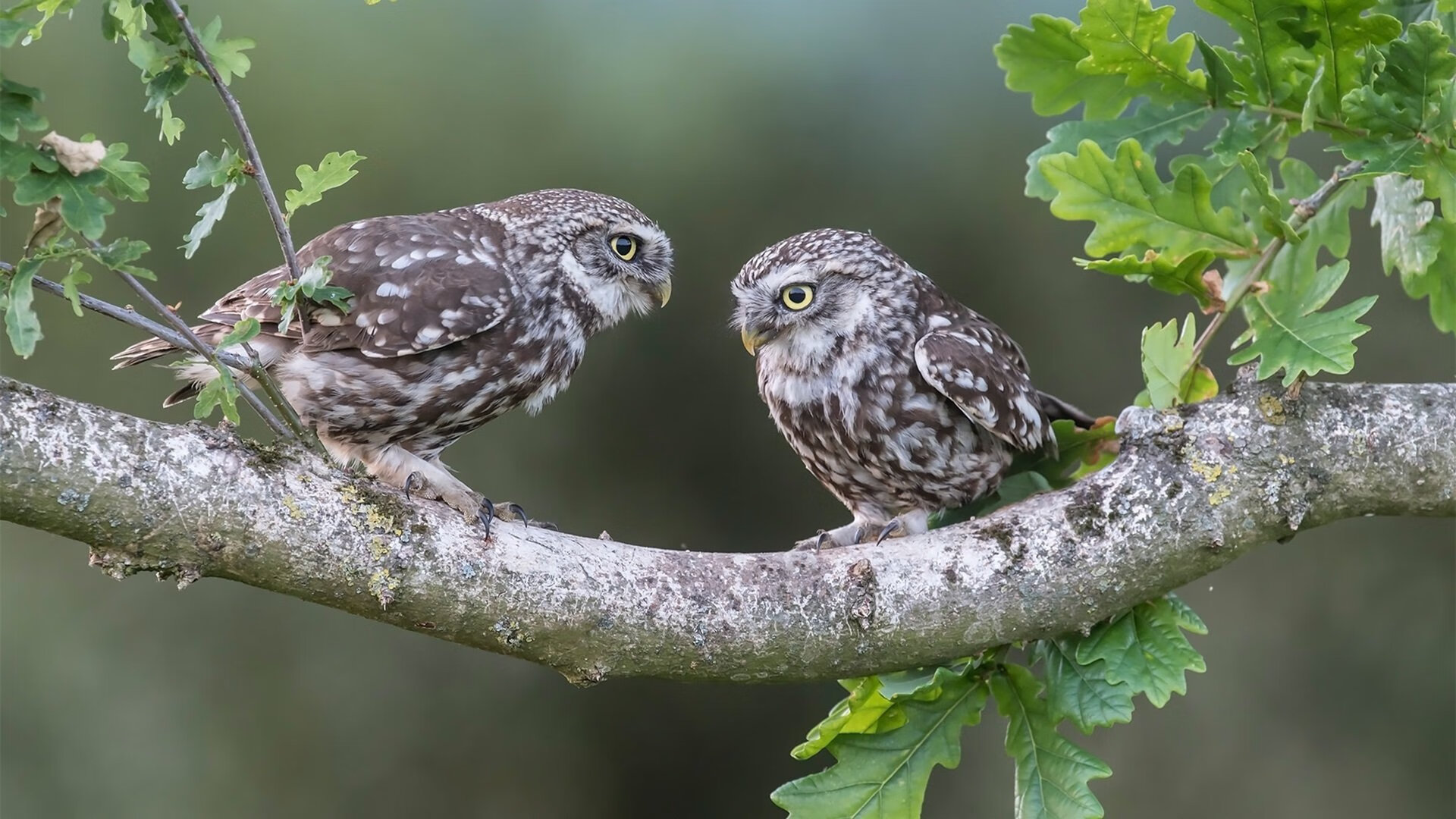 年度焦点之战之夜，福克斯全程高能输出的媒体壮举