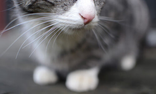 亚洲巨星降临伯纳乌，孙兴慜在西甲国家德比之夜惊艳四座