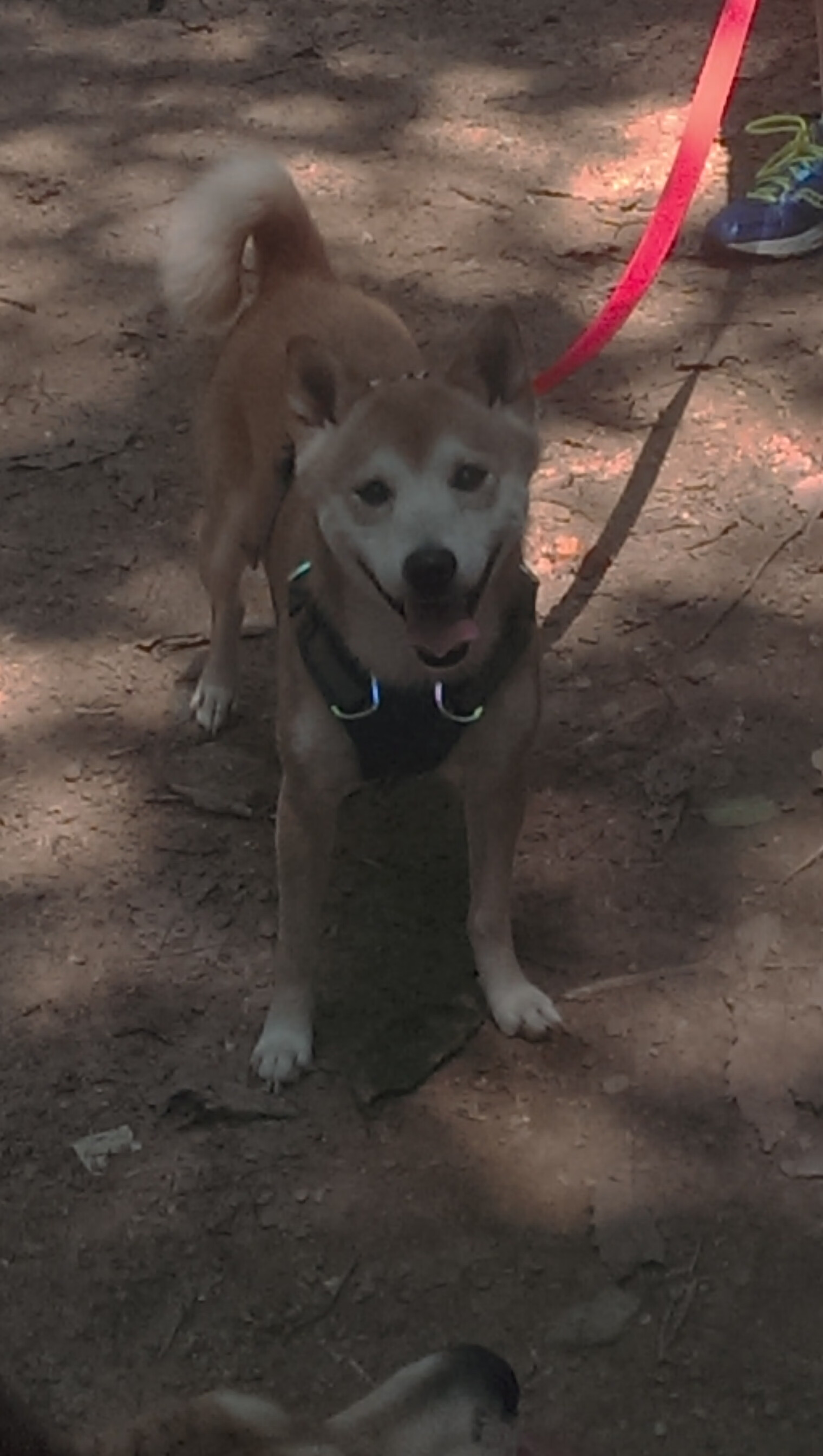 独行侠对阵快船，塔图姆节奏完全掌控的篮球艺术