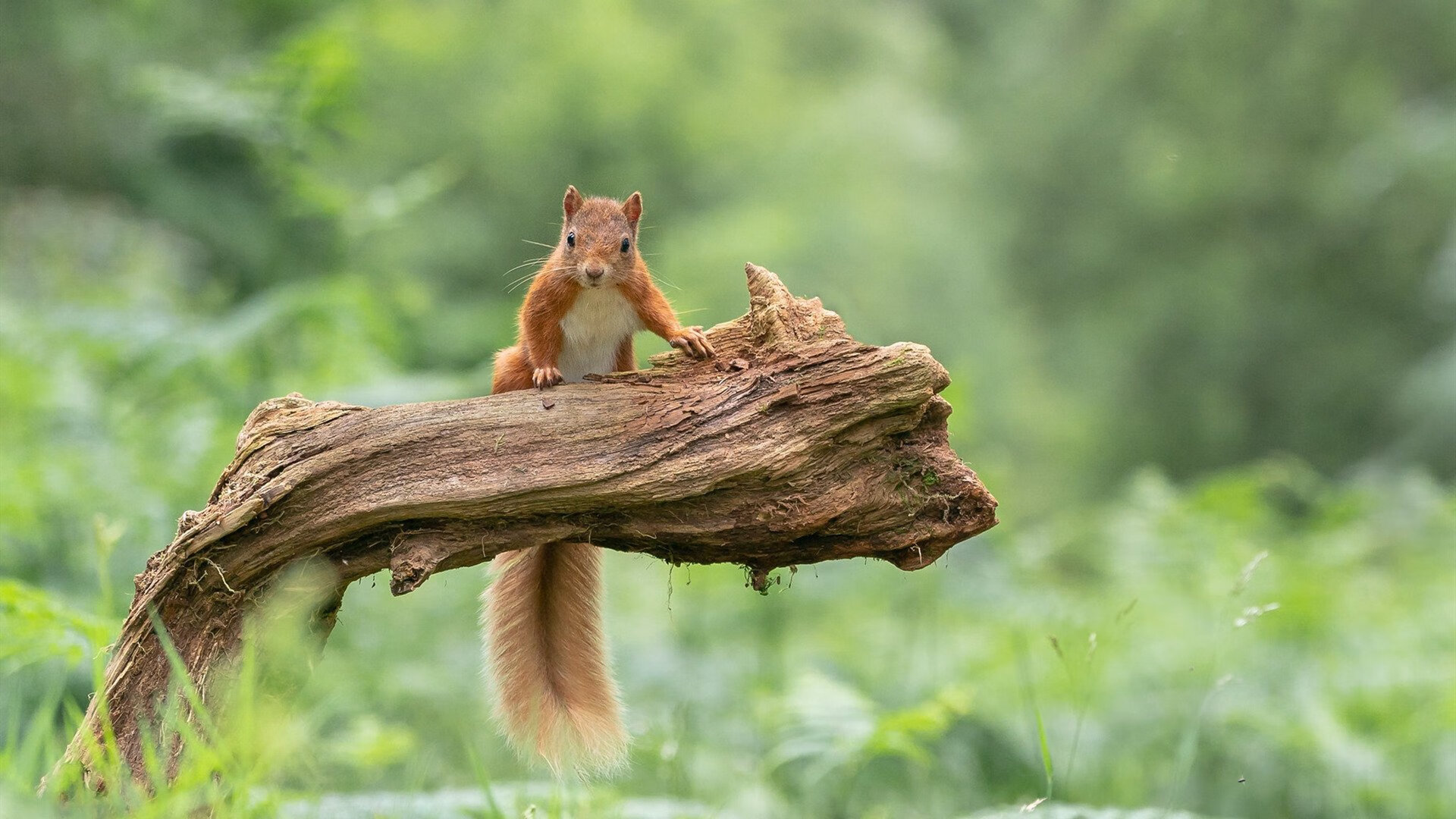 楚阿梅尼打出生涯之夜，丹麦强势晋级，AC米兰的后腰引援版图正被重写