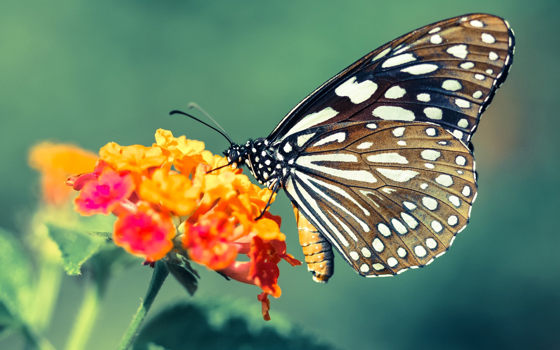 非洲雄鹰撕裂南美铁壁,若日尼奥在美加墨风暴中执棋定乾坤