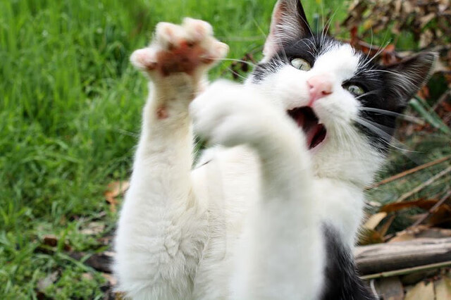 铁血克罗地亚，切尔西豪门之夜，佩德里是如何成为隐形发动机的？