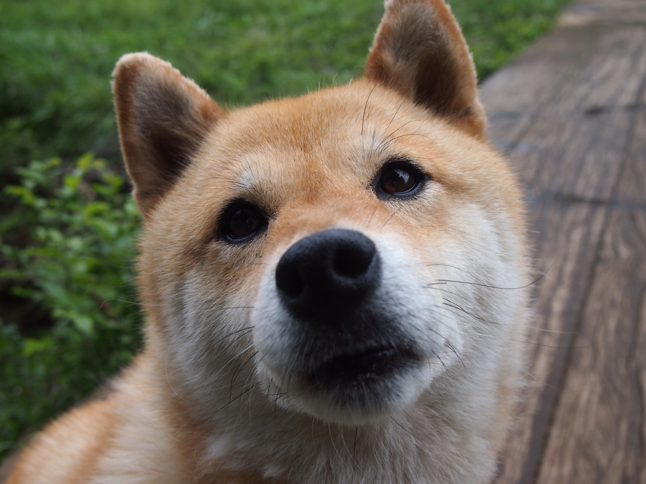 开云体育官网-当魔术不再是戏法，东契奇的进攻，让上海队看到了深渊之上的星空