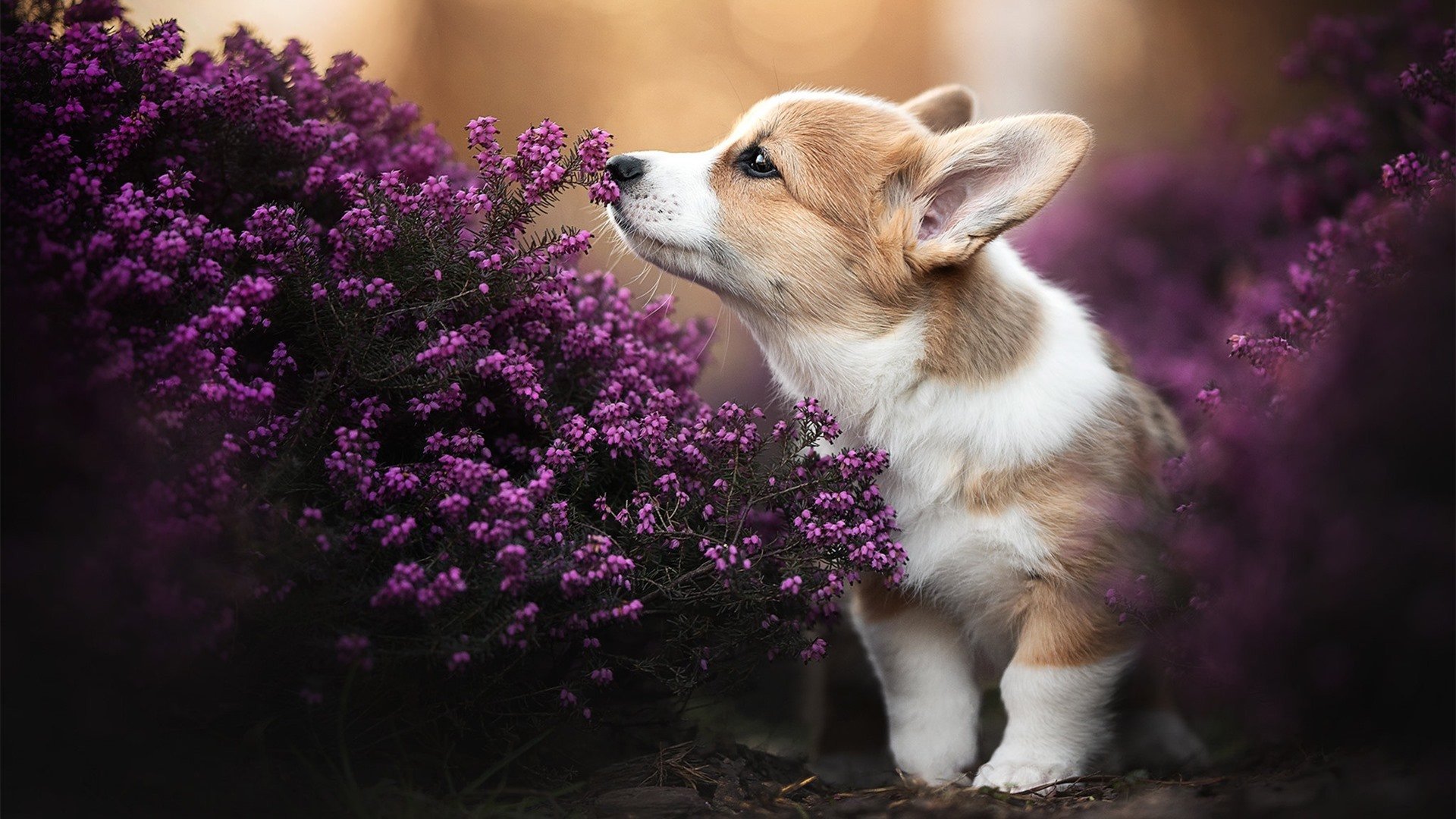 戈麦斯狂砍30+引领胜利，爱尔兰大胜卡塔尔，东决关键战完成华丽接管