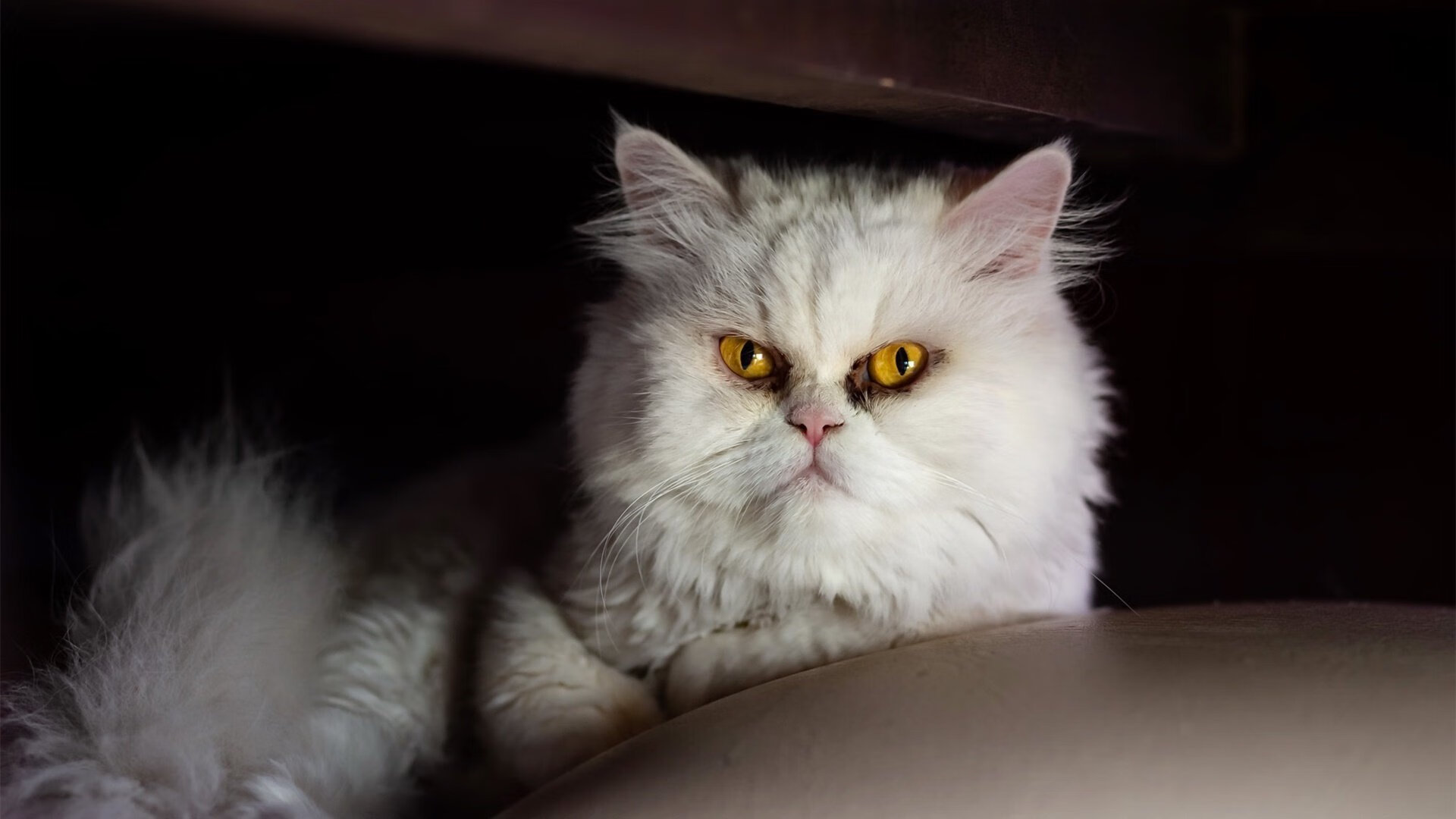 塔图姆数据全面爆炸！掘金苦战不敌国王，绿军核心展现MVP级统治力