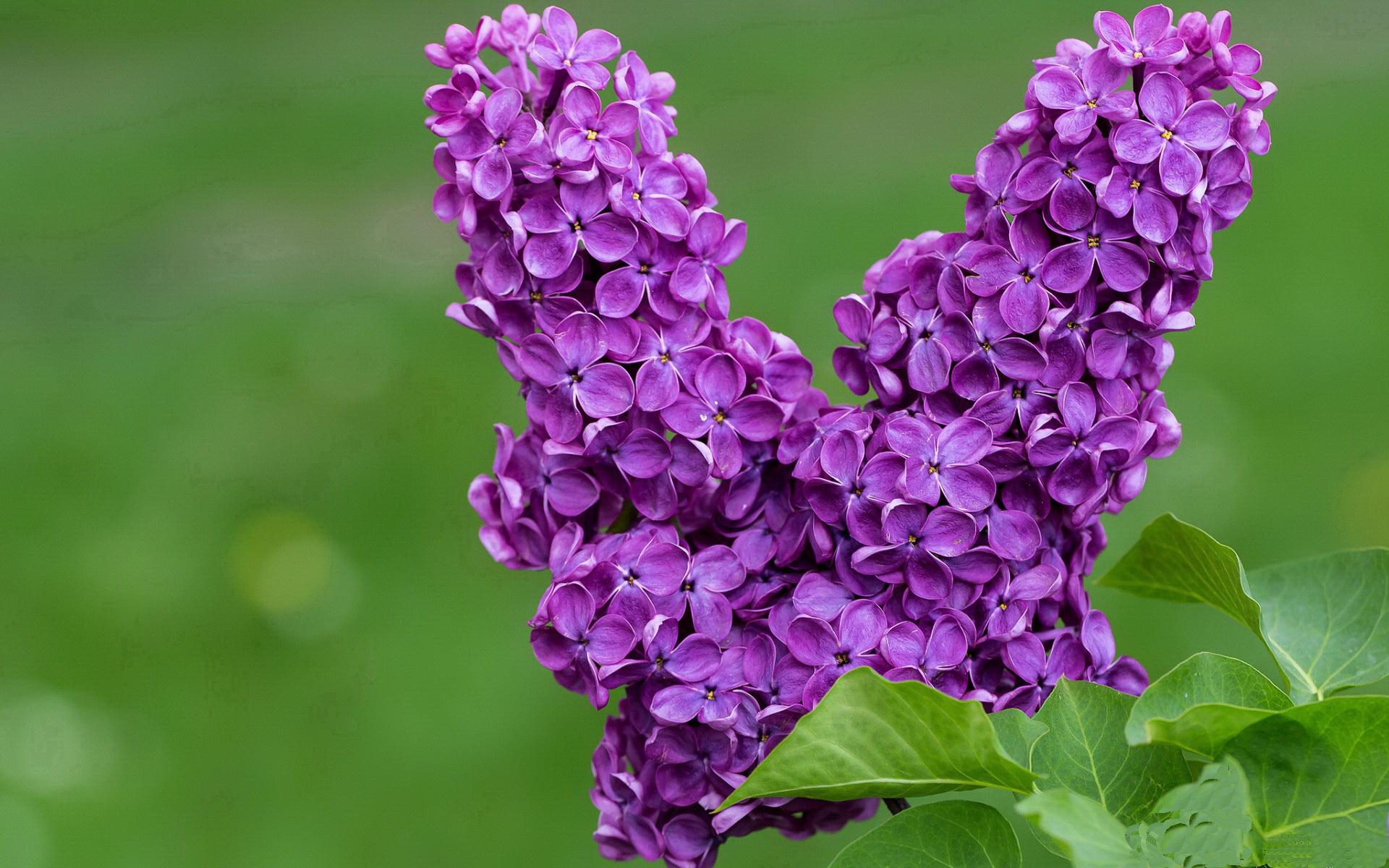 休斯顿火箭 vs 犹他爵士，命运与宿敌的狂野交响