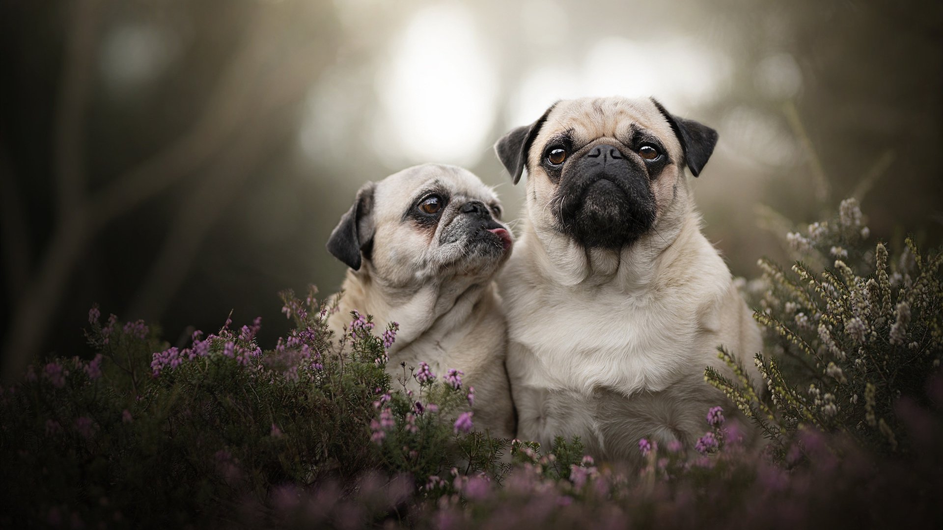 当活塞冲垮76人的夜晚,杜兰特关键进球定乾坤