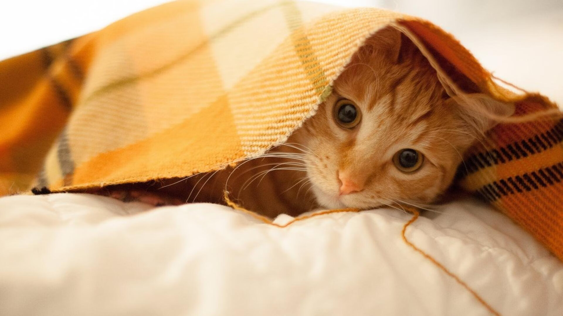 开云体育中国-铁蹄踏碎天山梦！詹姆斯统治全场，辽宁队提前终结悬念新疆队