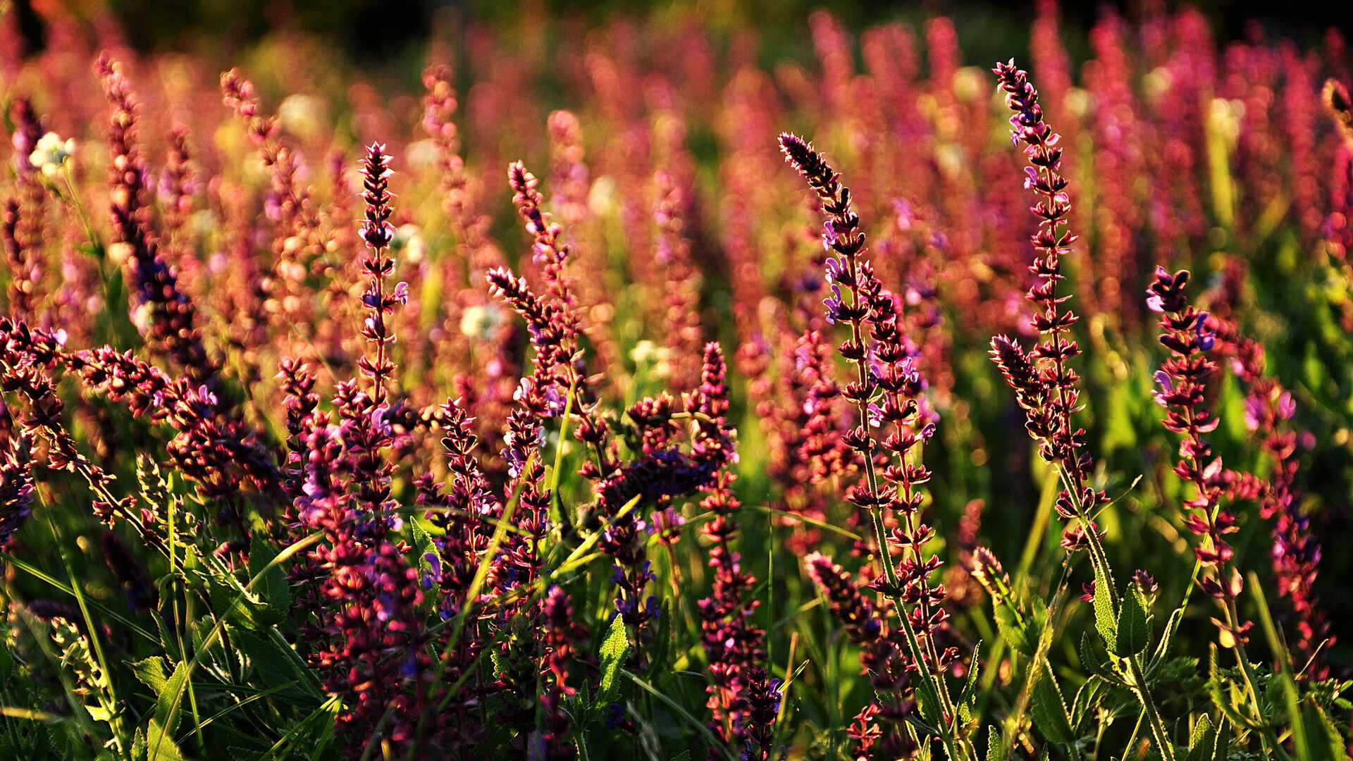 开云体育下载-跨洋风暴！拉梅洛·鲍尔关键三双助广东队冲垮灰熊防线