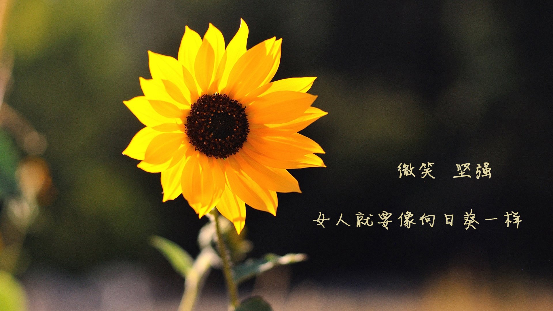 封锁与世界波，迪巴拉在2026年世界杯上的孤独献礼