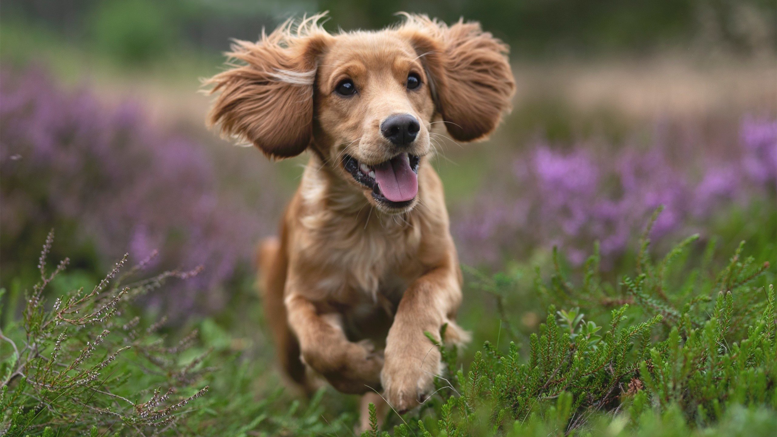 罗德里戈导演屠尤之战，喀麦隆铁蹄踏碎尤文神话