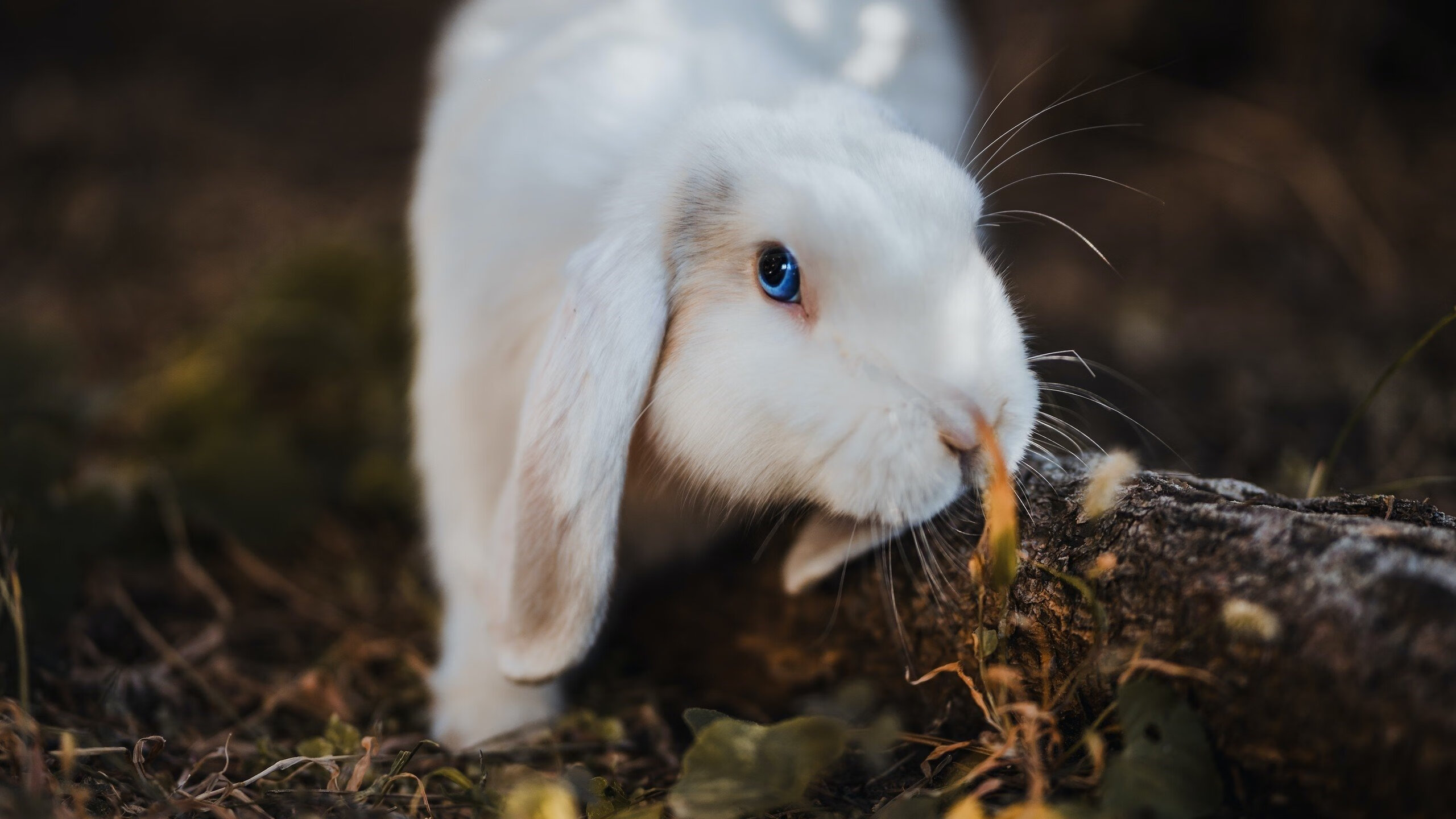 开云体育中国-快船击溃北京队，马克西成关键先生引爆全场