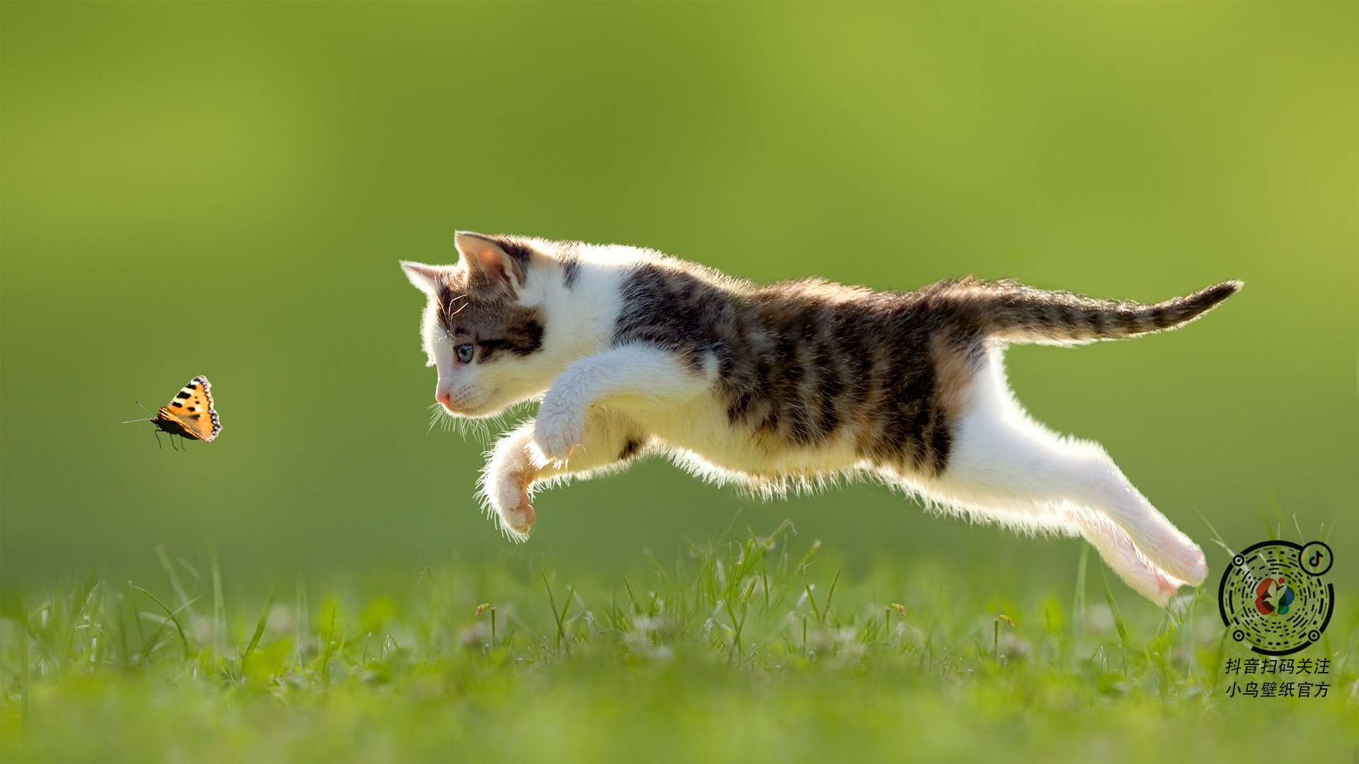 双重赛场,从NBA总决赛的全球共鸣到土耳其与塞内加尔的战略博弈