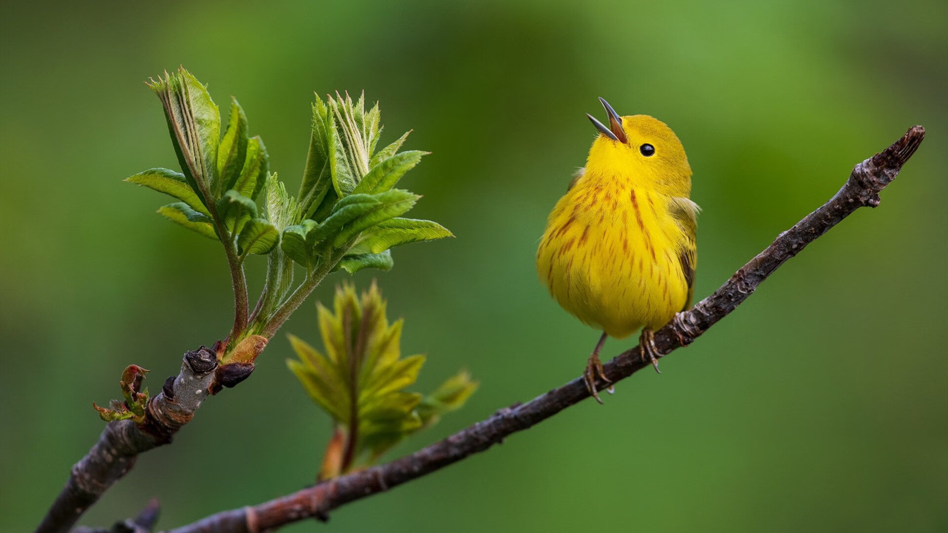 开云体育登录-当新疆飞虎遇见绿军，格林在异国他乡成为乔丹