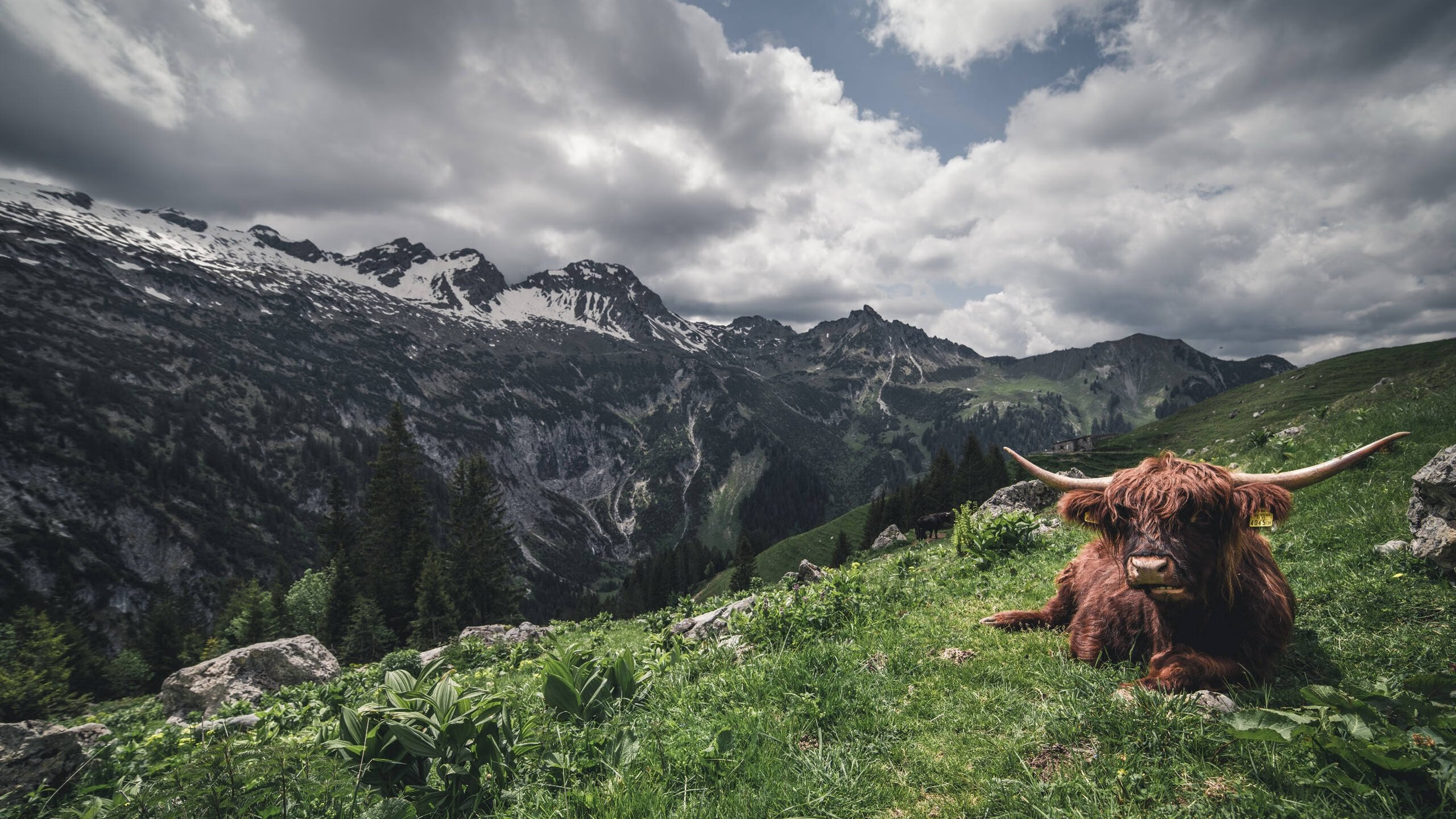 开云官网-竞技巅峰，F1年度争冠焦点战与伊朗连续得分压制尼日利亚的体育传奇