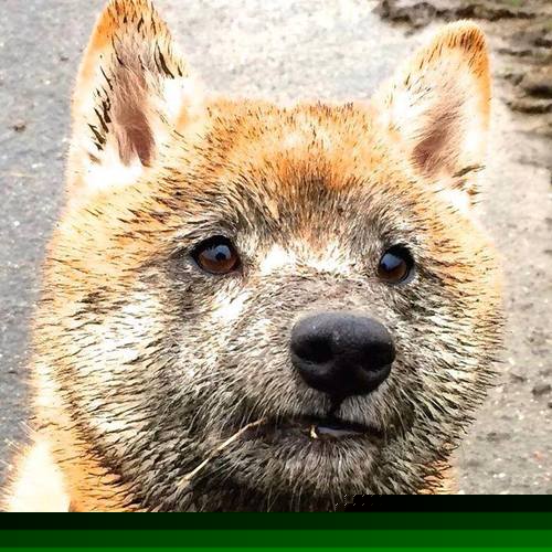 塞内加尔VS莱比锡红牛，加克波抢七决战封神