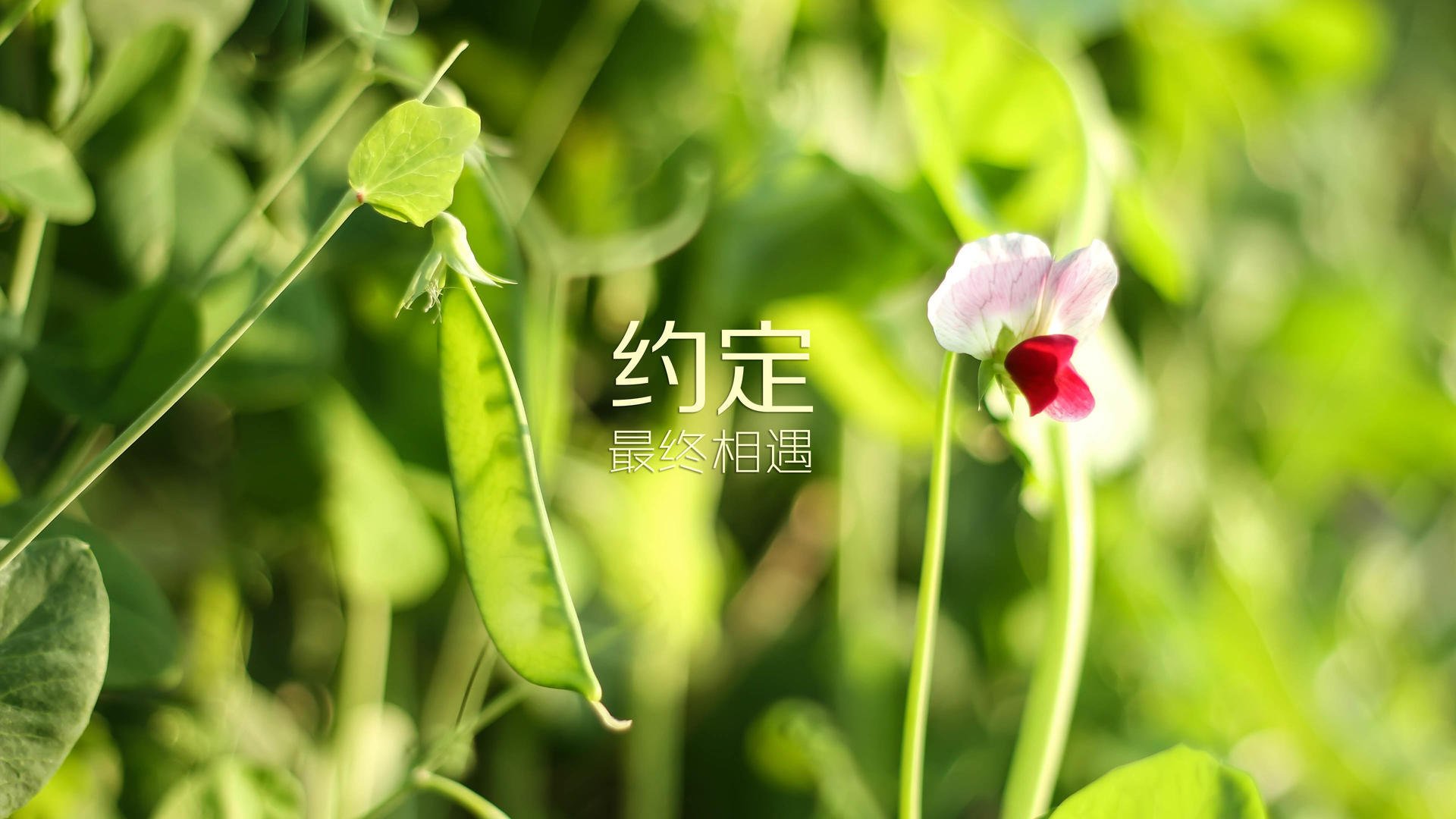 开云体育官方网站-马拉卡纳的魔幻之夜，2026世界杯决赛，巴西绝杀乌拉圭，巴雷拉完成致命一击
