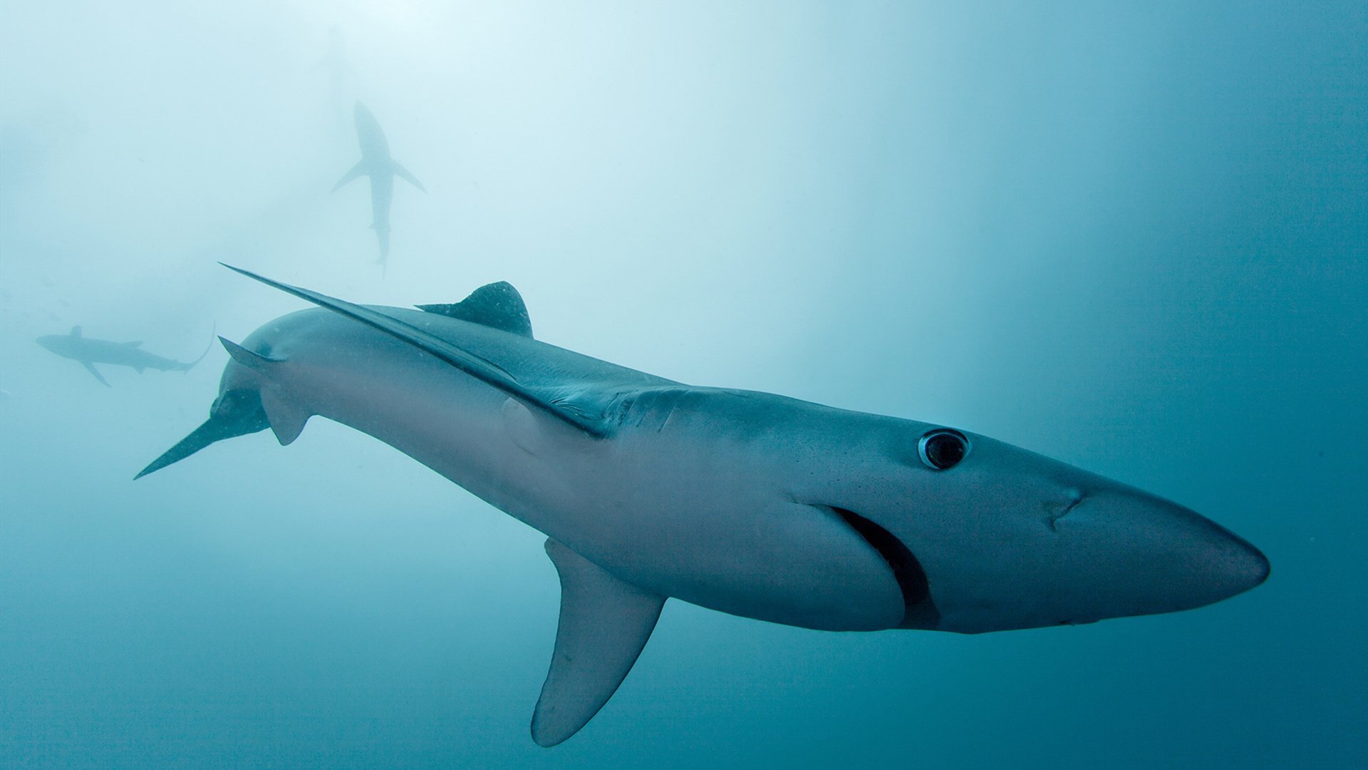 绿茵史诗,乌拉圭逆转波兰,贝林厄姆以王者之姿点燃2026世界杯F组烽火